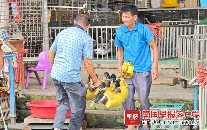 今天你买鸭了吗？中元节鸭子价格出现小幅上涨