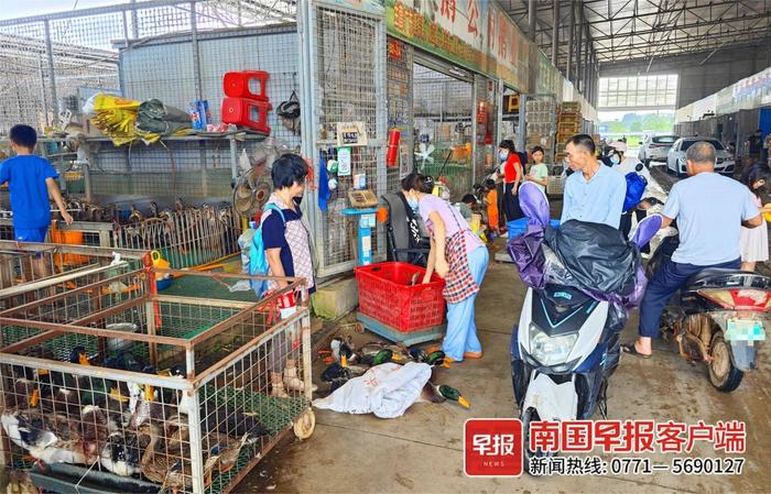 今天你买鸭了吗？中元节鸭子价格出现小幅上涨