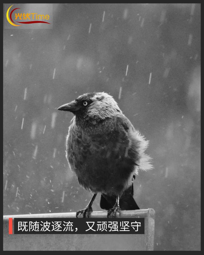 风雨飘摇的“急先锋”，一代光伏名将的兴衰史