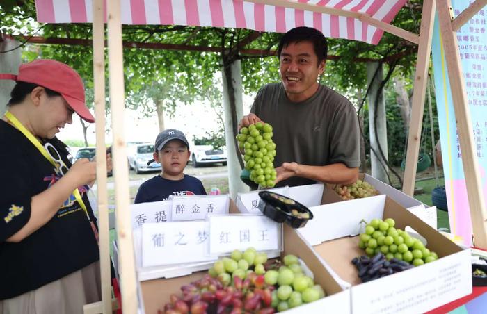 北京大兴采育葡萄旅游文化季开幕，推出7条精品旅游线路