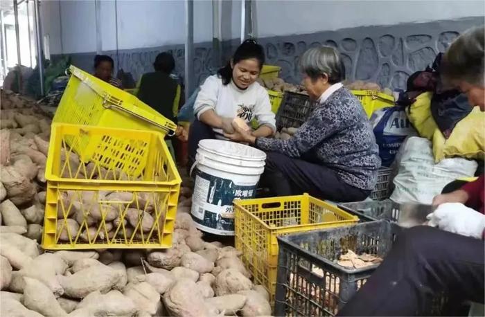 家国情·奋斗正当时丨从一名大学生到致富带头人，她把红薯做到了“数一数二”