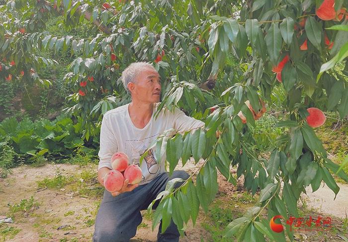 静宁：水蜜桃让桃农生活甜蜜蜜