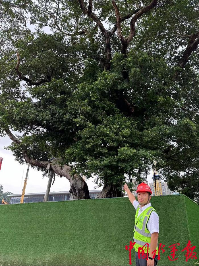 绿色科技加持 原址保护204岁古榕树 中交四航局悉心呵护珠江村“活地标”