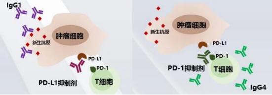 快速读懂肺癌的“免疫治疗”