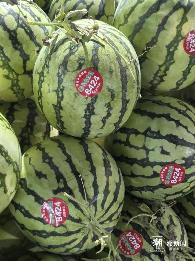 李老板的精品西瓜上贴着8482的标识。王琦欣 摄