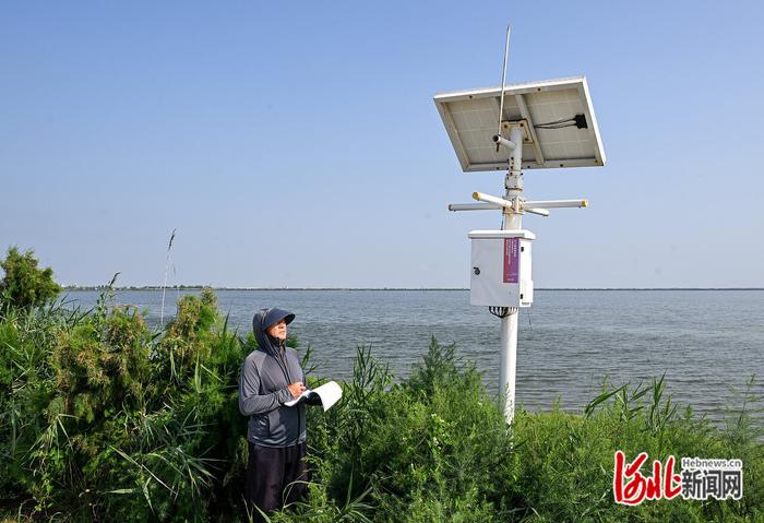 记者走基层·镜头里的故事｜南大港湿地：AI助力守护“候鸟家园”