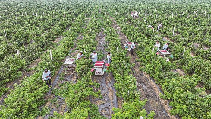 遵化：树莓种植助增收