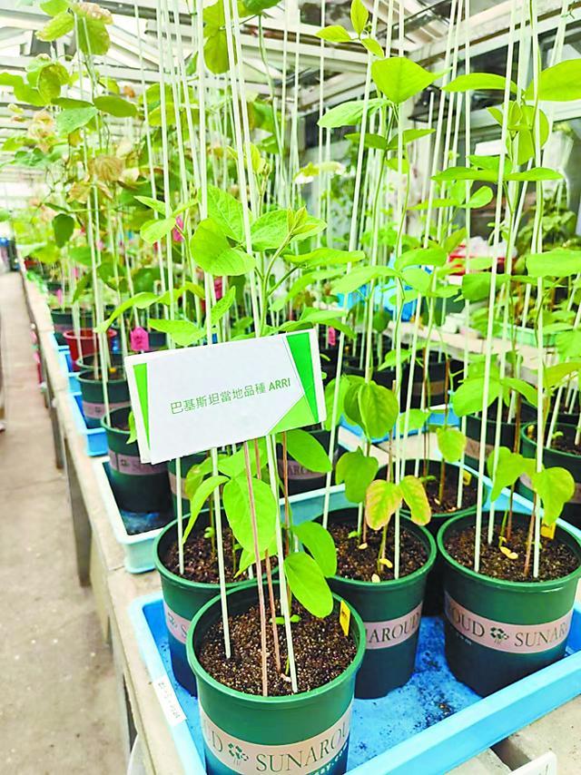 图片说明: 在港中大温室中培育的大豆,包括曾到达天宫太空站的品种。 杨沙沙摄