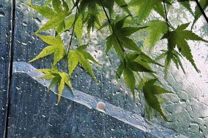 这次来真的！杭州人注意：明起大反转！雨水和冷空气双双登场，要持续到……