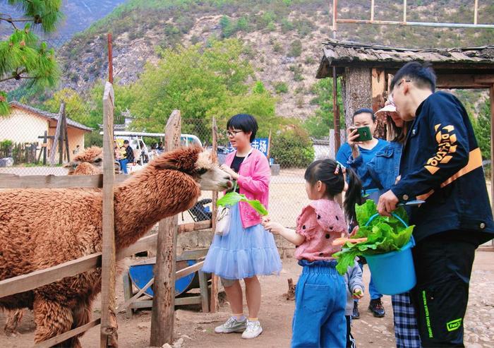 丽江radio【早安丽江】“文旅+ ”猎鹰谷多场景多元化打造文旅新格局