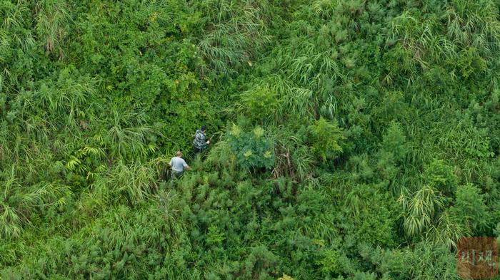 科创未来丨翻山越岭穿越丛林，他们为森林草原做“体检”