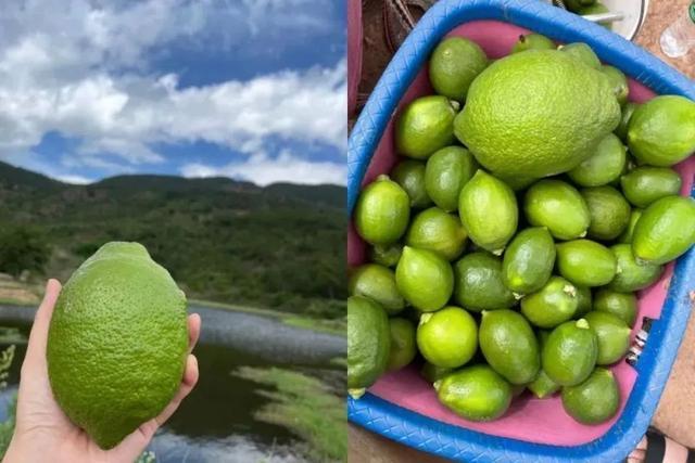 柠檬茶风向标扎寨！柠季将在虹口北外滩设立全球业务总部