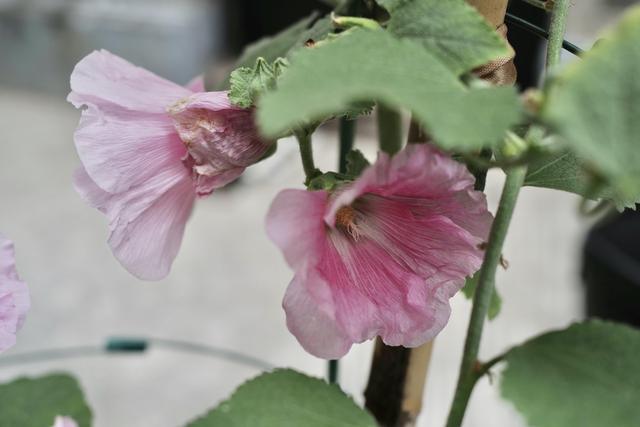 芳菲满园丨路过见过，却叫不出它的名字