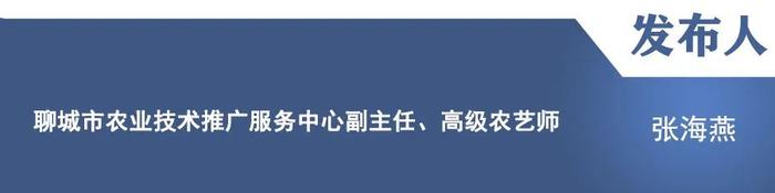 【新闻发布】“聚力攻坚看进展”主题新闻发布会：介绍2024年以来聊城市农业农村工作有关情况