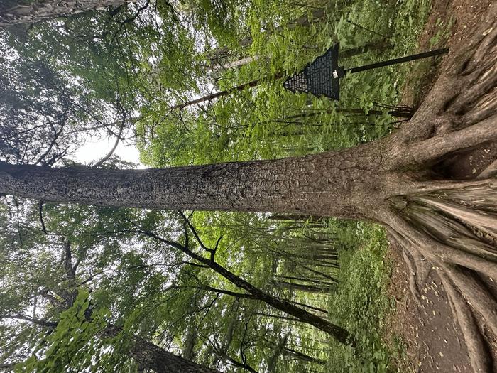 @广大游客 到伊春来场不一样的“forest walk”