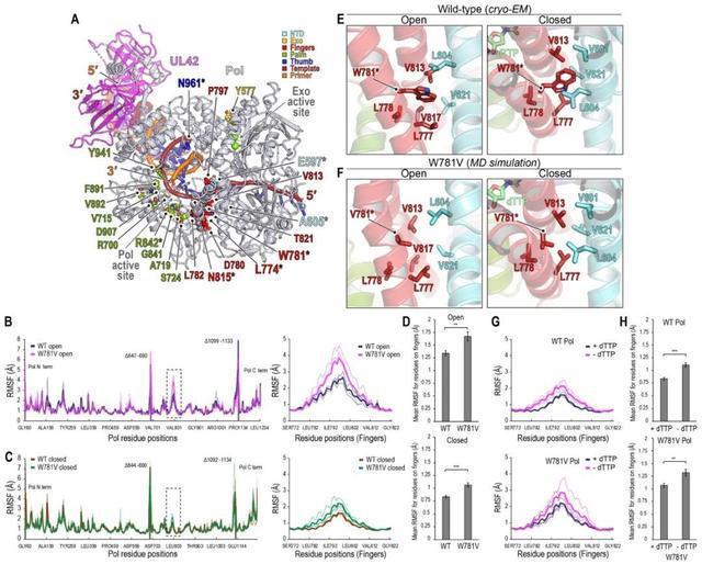 Cell发文！上海大学卞月珉教授作为共同第一作者发表最新研究成果