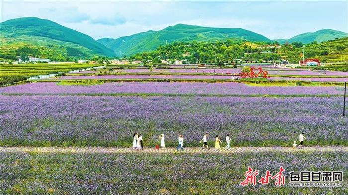 【图片新闻】庄浪县陈堡村乡村旅游景点内马鞭草紫色小花竞相绽放