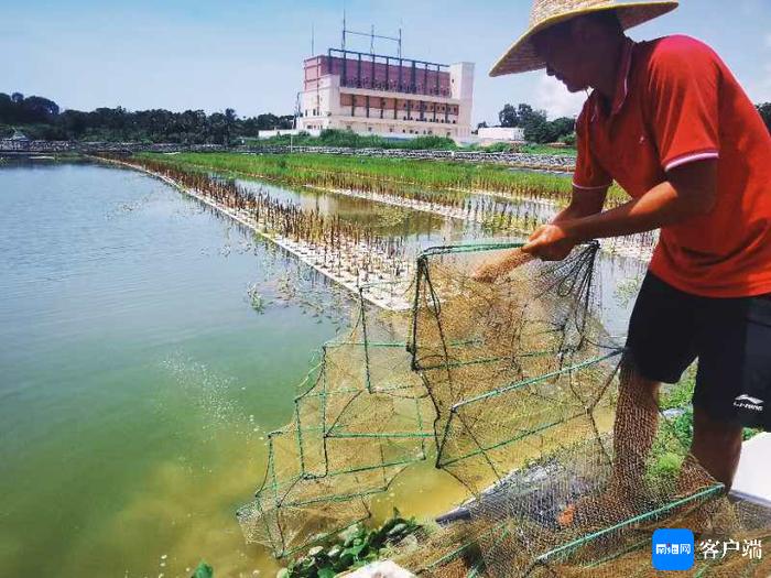 海南盘活耕地资源有“妙招”：龙虾“住”进水稻田