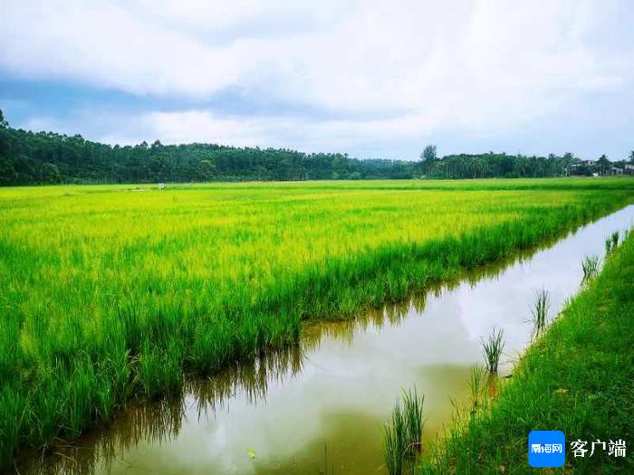 海南盘活耕地资源有“妙招”：龙虾“住”进水稻田