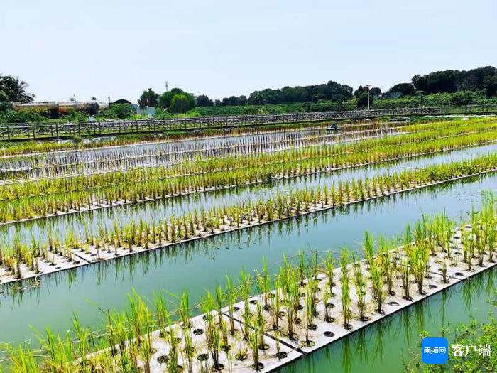 海南盘活耕地资源有“妙招”：龙虾“住”进水稻田