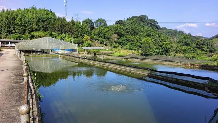 小山村“鲤鱼翻身”了 ｜在云南样样好