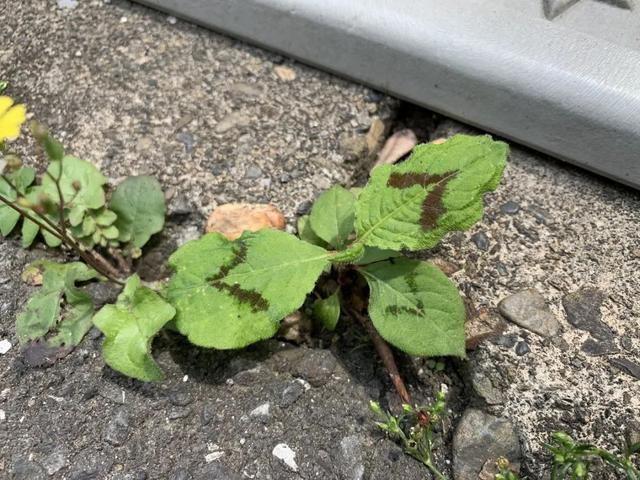 金线草类植物的种植与养护