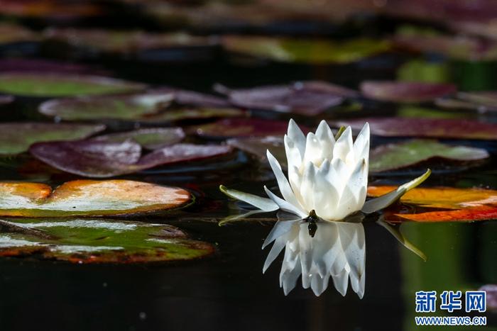 组图：洱海源头 茈碧花开