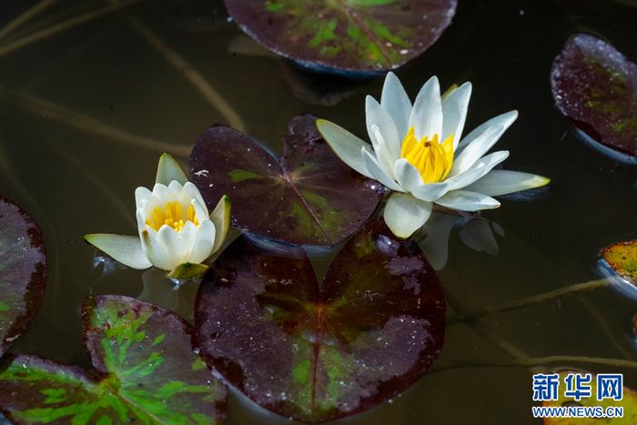 组图：洱海源头 茈碧花开