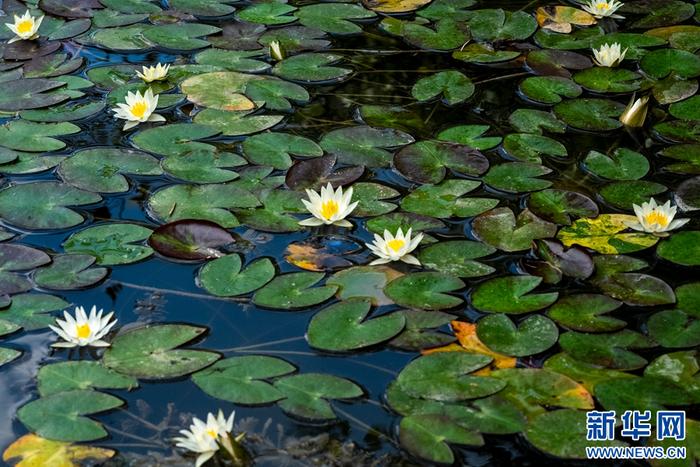 组图：洱海源头 茈碧花开