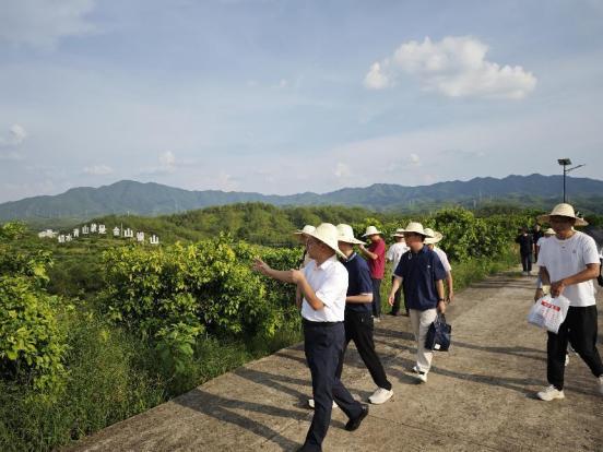 长征路上学党史|长汀：昔日红土荒地 今朝粮果遍地