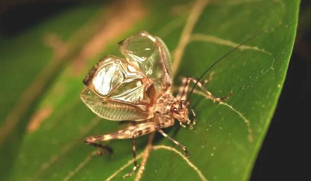 没有虫鸣的夏天是不完整的~带你解锁它们的“声音密码”