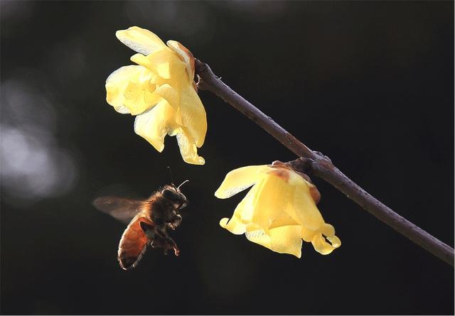 没有虫鸣的夏天是不完整的~带你解锁它们的“声音密码”