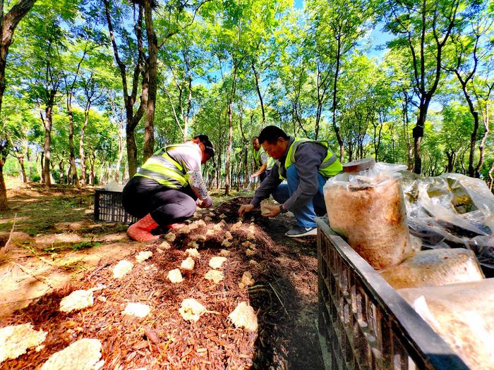 读图丨北京顺义培育出本地竹荪