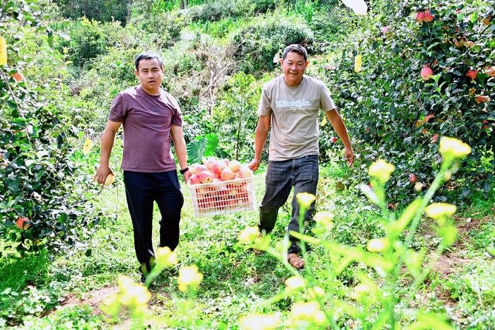 巍山牛街乡：高山苹果红  移民日子甜