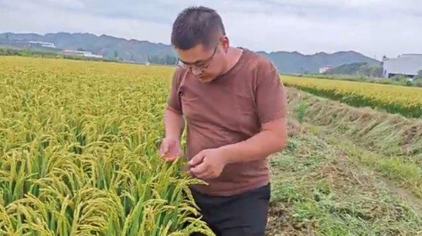 百亩蟹田孕育致富新希望 青龙山谷蟹稻共生基地开启生态农业新篇章