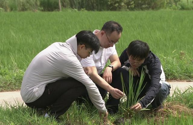 武汉大学团队在崇明做的这项研究，意义重大！