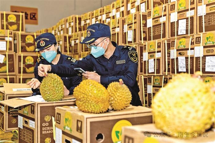 背刺中国的下场！菲律宾5万吨榴莲烂手里，对华出口计划仅实现7%