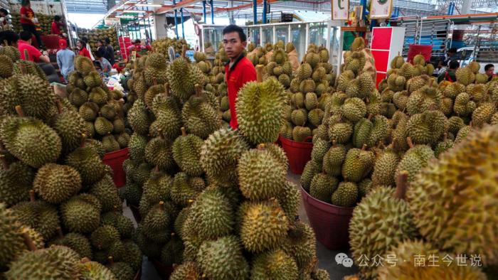 背刺中国的下场！菲律宾5万吨榴莲烂手里，对华出口计划仅实现7%