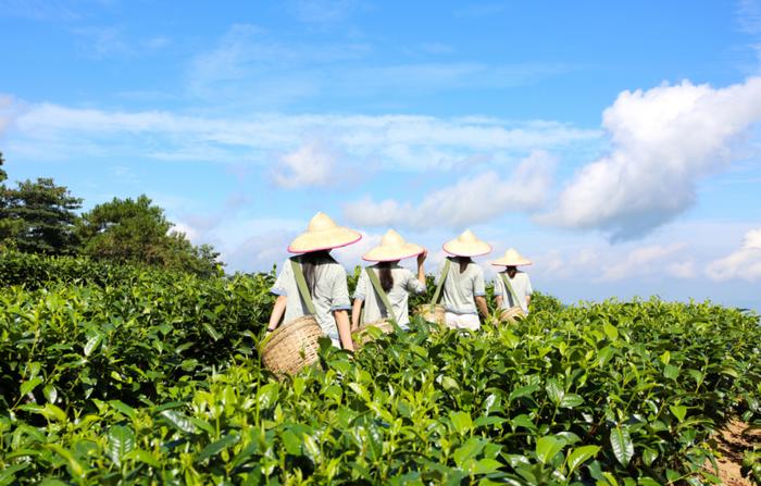 建市30周年大家谈·云浮生态新提质篇丨陈思李：农文旅融合 精心绘就绿美云浮生态画卷