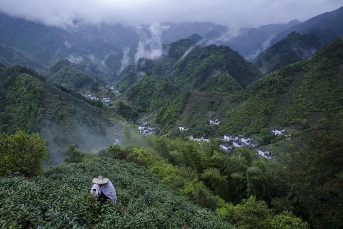 茶叶的价格，为什么很难便宜？