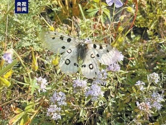 首次夏尔西里全面系统科学考察完成