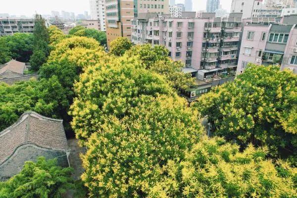 一路繁花入画来！宁波这条路迎来最美时节