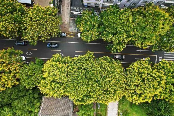 一路繁花入画来！宁波这条路迎来最美时节