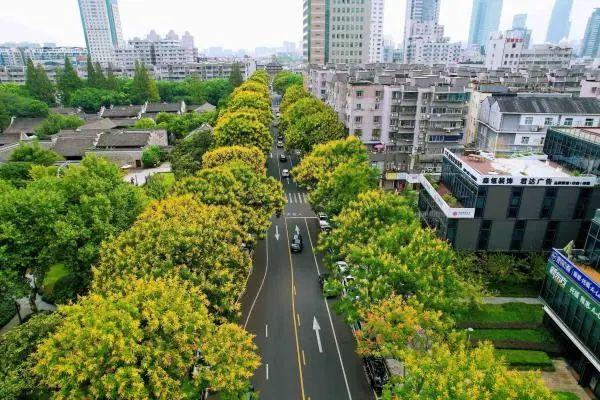 一路繁花入画来！宁波这条路迎来最美时节