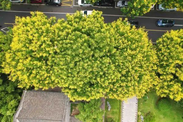 一路繁花入画来！宁波这条路迎来最美时节