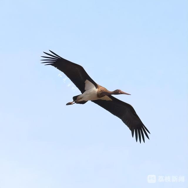 南京长江江豚评估种群数量约65头 比2022年增长4.84%