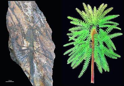 我国新增三个世界地质遗产地 南京科学家唤醒的“植物庞贝城”在列