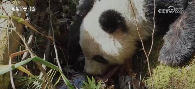 热闻｜游客偶遇野生熊猫秒变复读机！在这里，有个野生大熊猫“乐园”