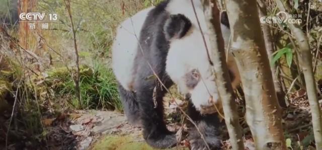 热闻｜游客偶遇野生熊猫秒变复读机！在这里，有个野生大熊猫“乐园”