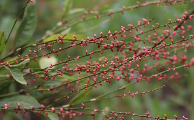 金线草类植物的种植与养护→